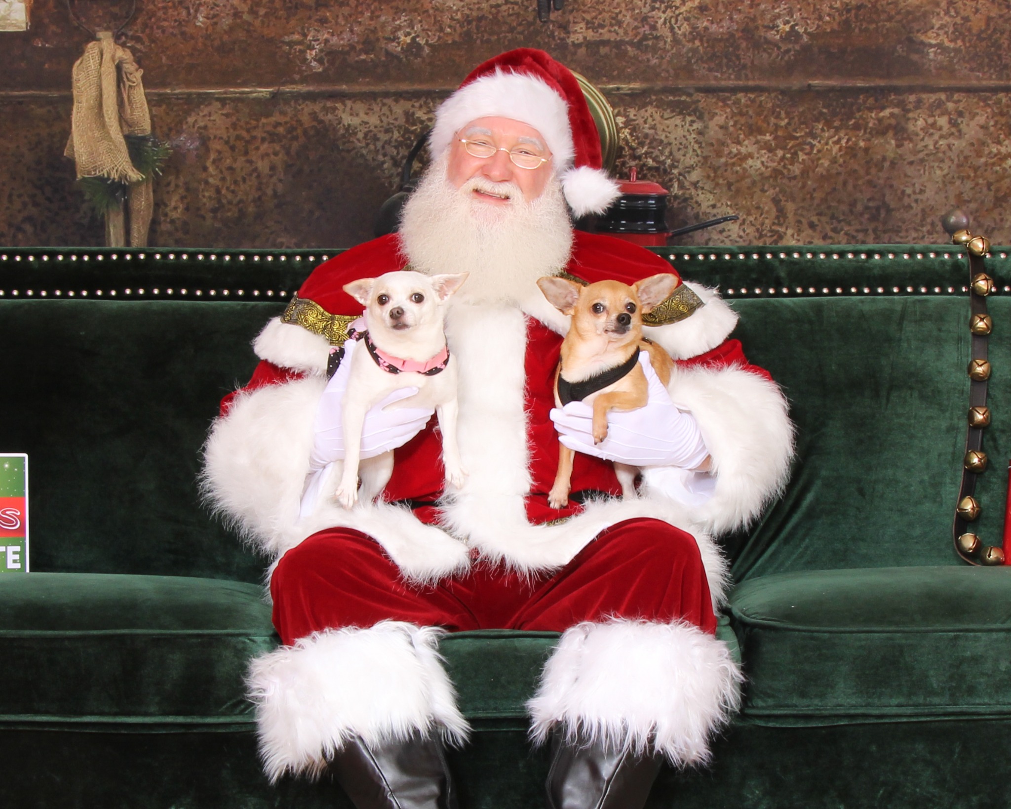 Santa holding two small dogs during Pet Night